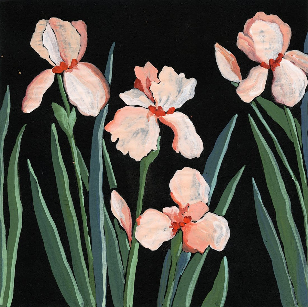 8x8 inch gouache painting of coral and white iris  with varied green leaves on black paper by Liz Langley