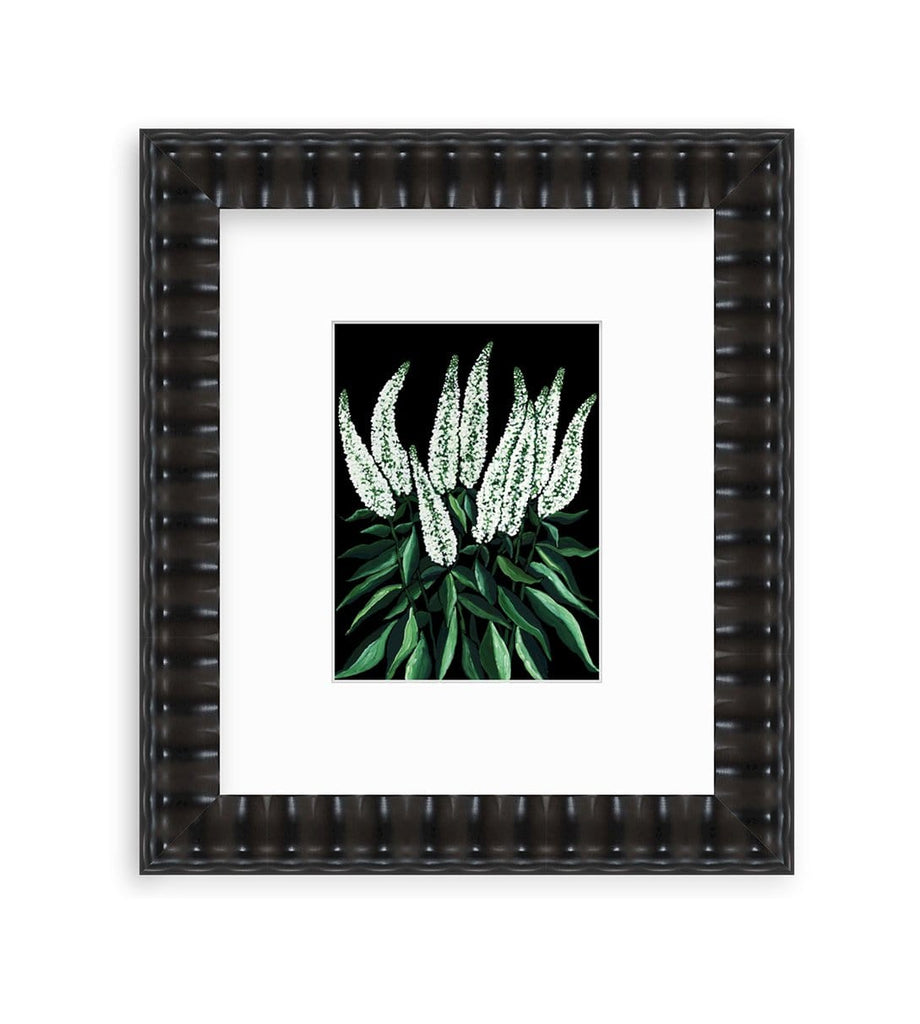 Dramatic spires of white veronica flowers with glossy deep green leaves glow on the black background of this 9x12 gouache painting on paper that is matted and framed in a wavy black frame. 